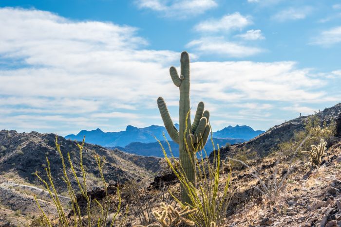 Saguaro Cactus near Quartzsite