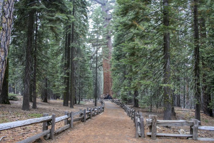 Mariposa Grove of Giant Sequoias