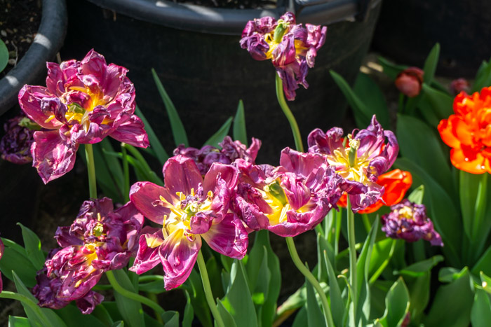 Tulips from Bergamo Botanical Gardens