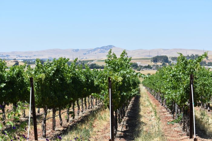Vineyards in Livermore