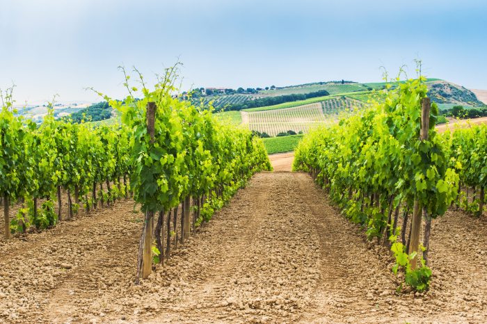 Vineyards in Chianti