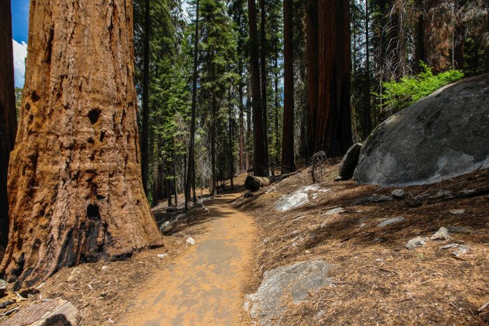 Congress Trail in Sequoia National Park