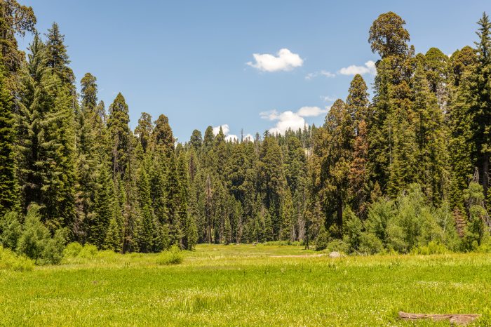 Crescent Meadow in Sequoia National Park