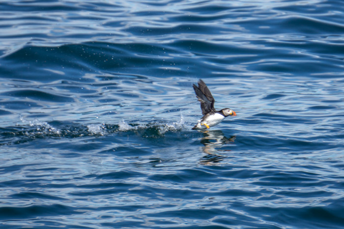 Puffin Watching near Eastern Egg Rock