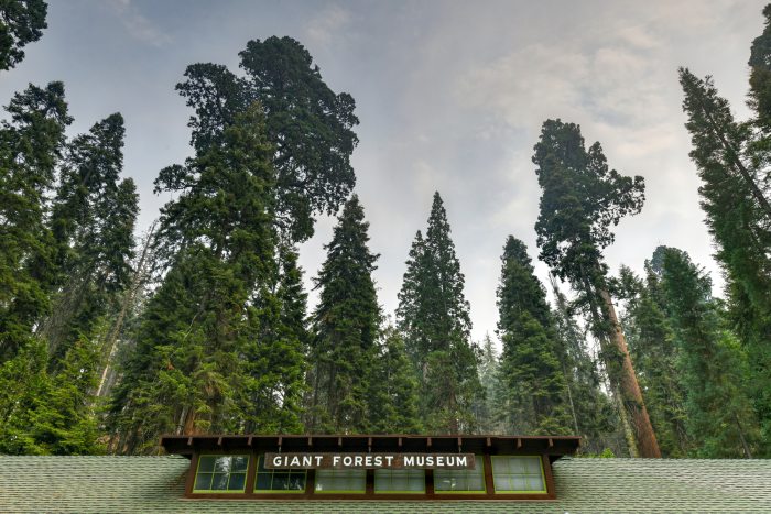 The Giant Forest Museum