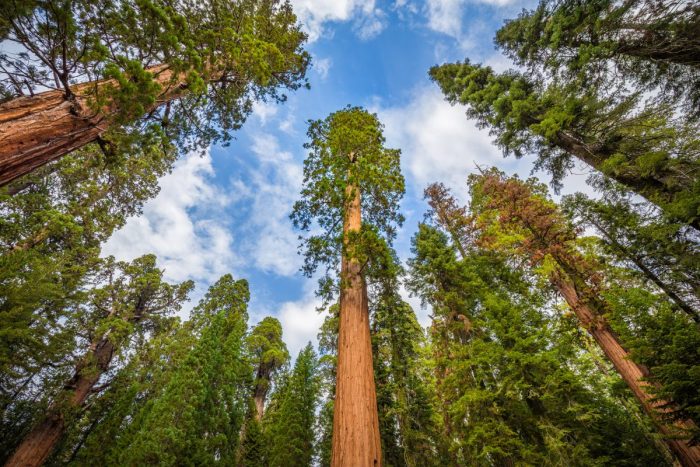 Trees in Sequoia National Park