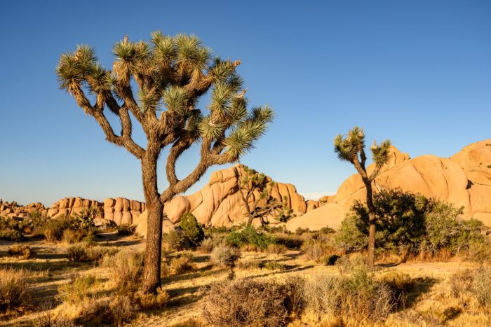 Beautiful Joshua Tree National Park
