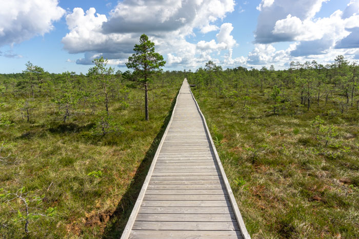 Initial wide boardwalk on the Viru Bog