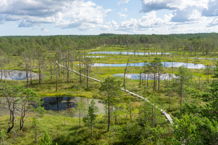 View from the watchtower on the Viru Bog