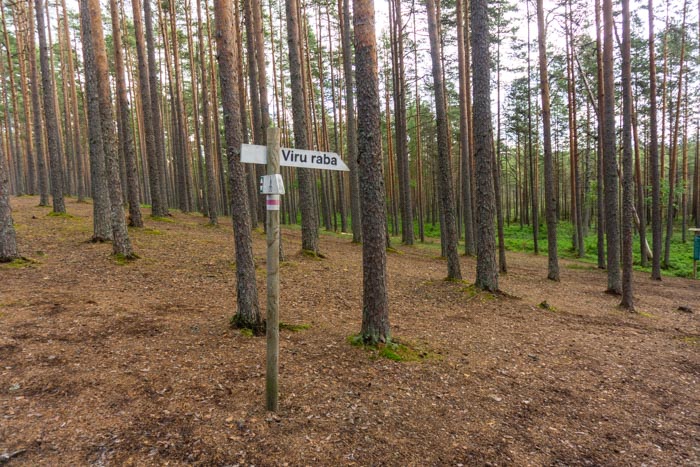 Walking through forest after finishing the Viru Bog