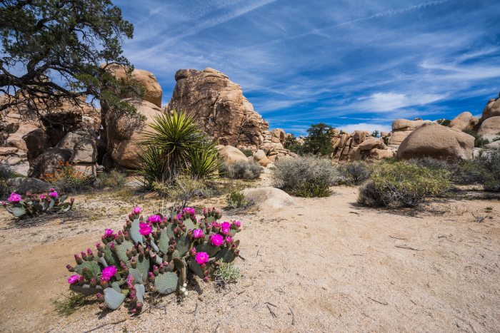 Hidden Valley Nature Trail in Joshua Tree National Park in California, United States