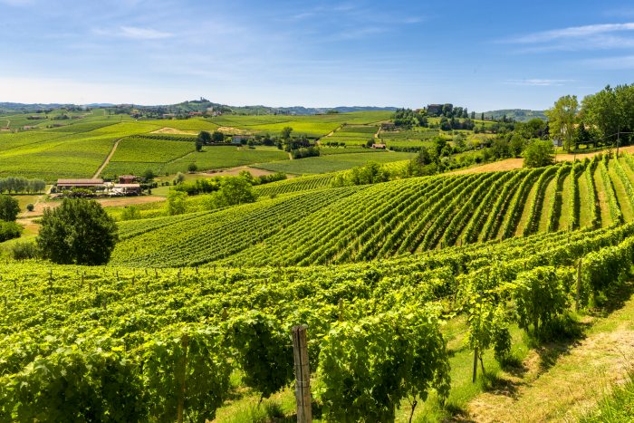 Vineyards in Langhe