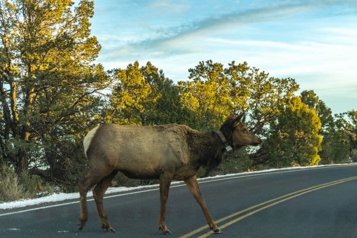 Elk sighting at the Grand Canyon