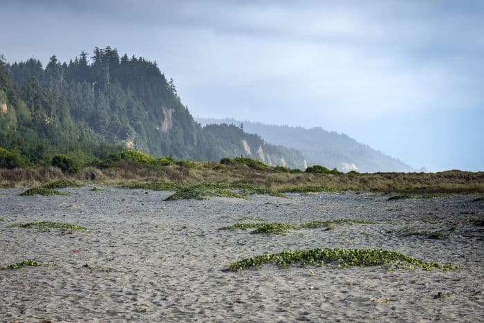 Gold Bluffs Beach