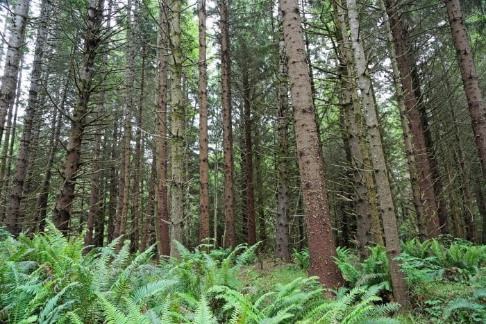 Lady Bird Johnson Grove