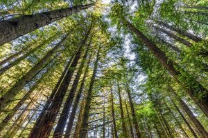 Trees in Redwood National Park