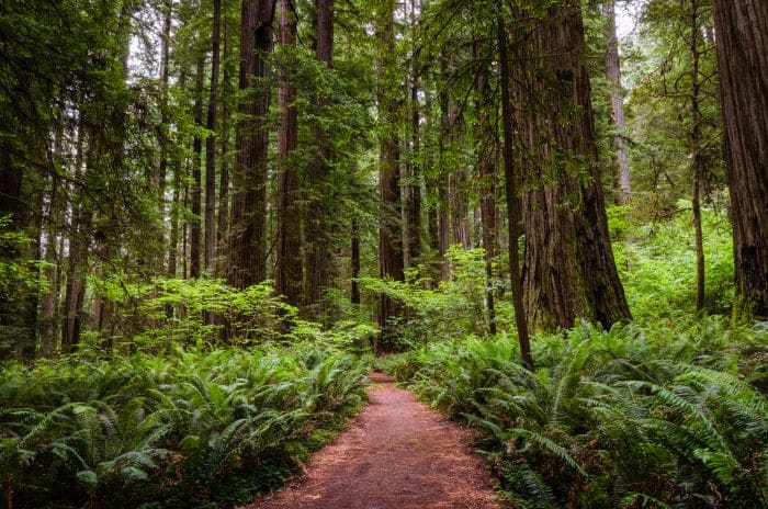 Unpaved path in Redwood NP