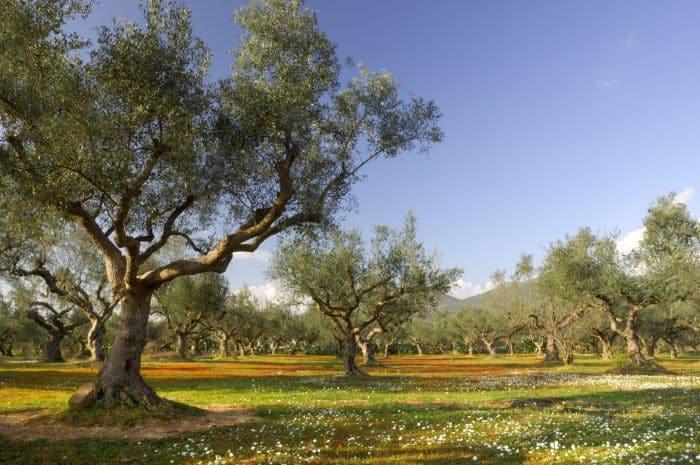 Olive trees in Kalamata