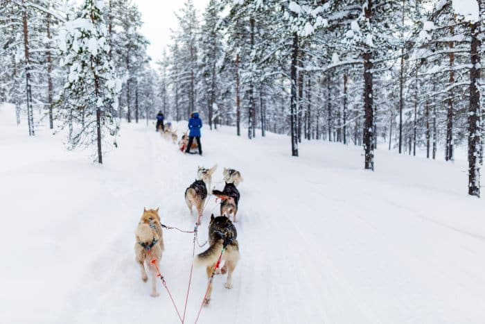 Husky sledding in Lapland
