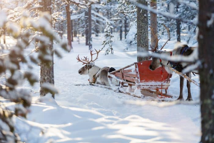 Reindeer safari in Finnish Lapland