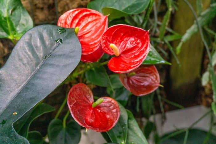 Conservatory of Flowers in San Francisco