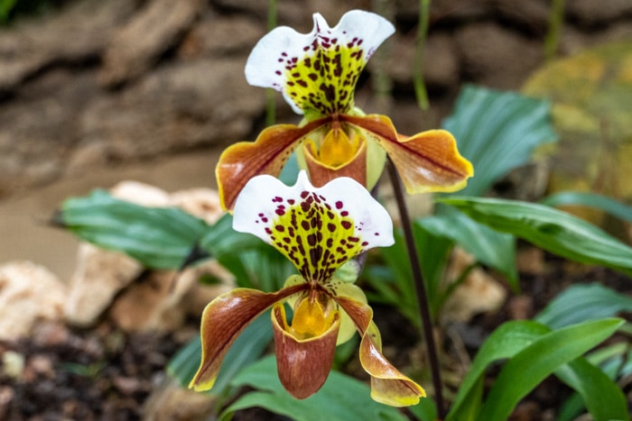 Inside the Orchidarium of Estepona