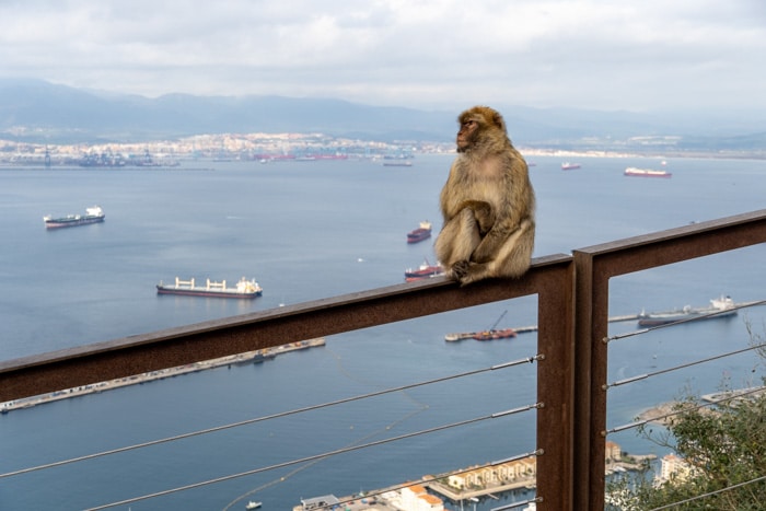 Gibraltar's iconic monkeys
