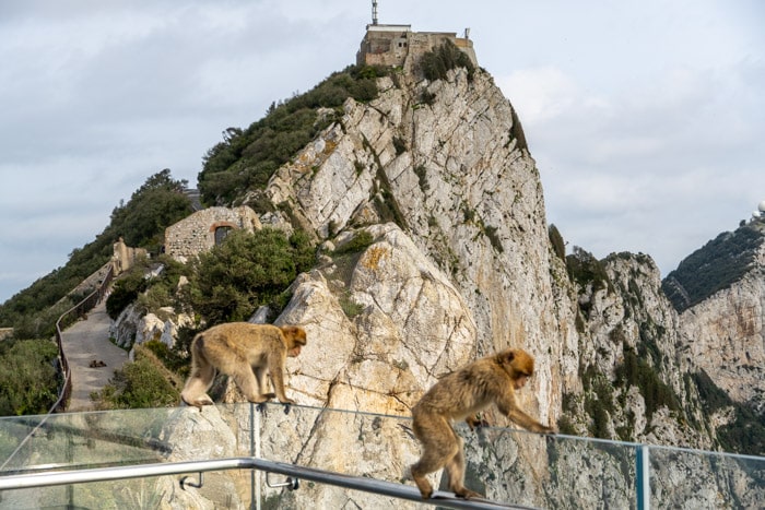 Monkeys at the Skywalk