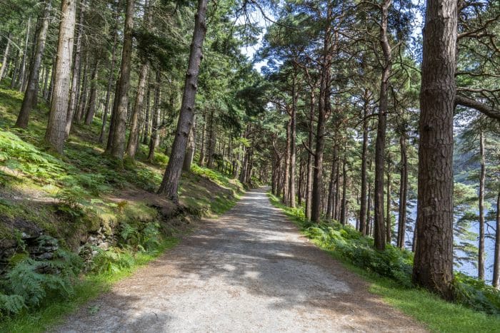 Forest near Glendalough Upper lake