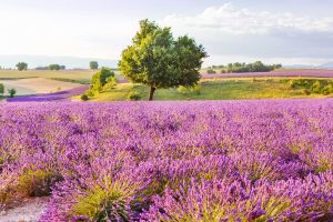 Lavender fields in Provence