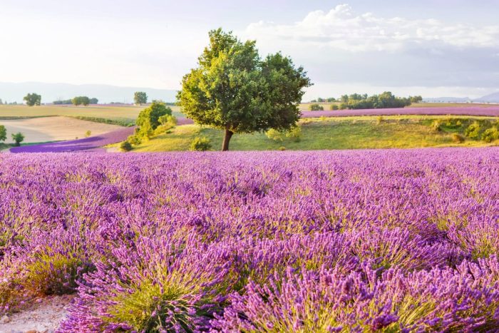 Lavender fields in Provence
