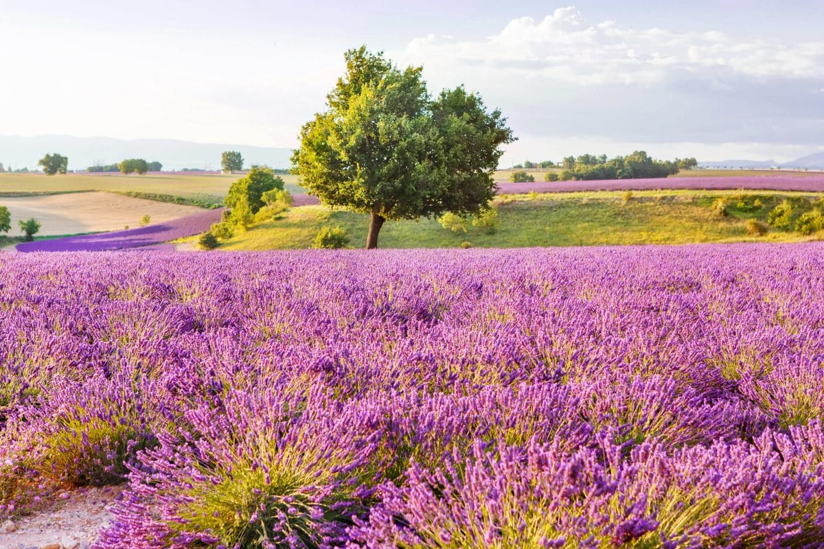 Lavender fields in Provence