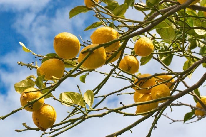 Lemon trees in Sorrento