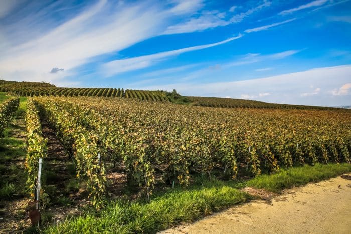 Vineyards in Reims