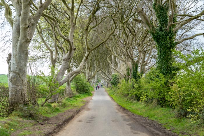 The Dark Hedges