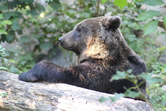Brown Bear in Alpenzoo