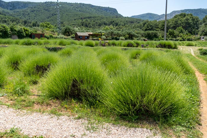 Lavender Fields in Hvar