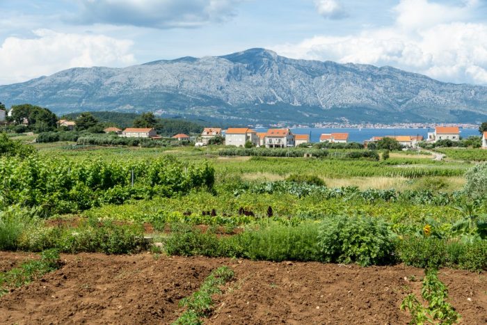 Vineyards in Lumbarda on Korcula Island