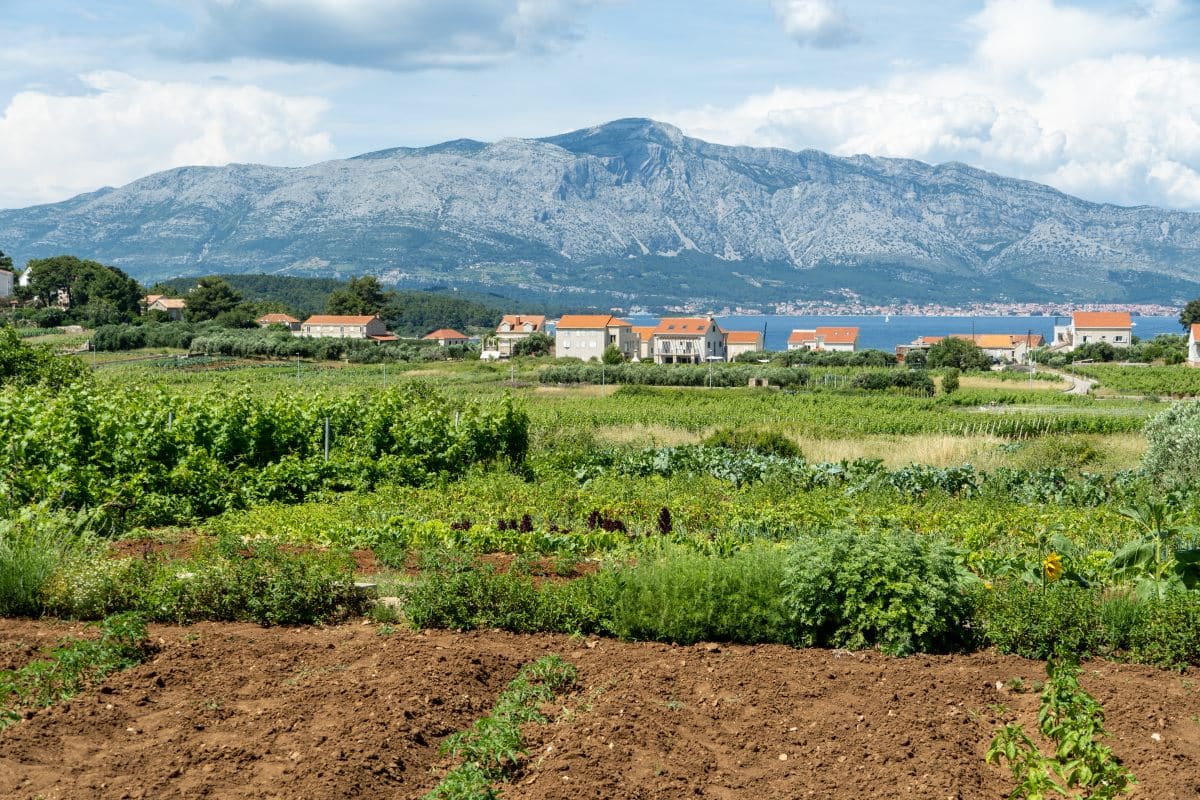 Vineyards in Lumbarda on Korcula Island