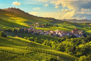 Langhe Vineyards in Piedmont