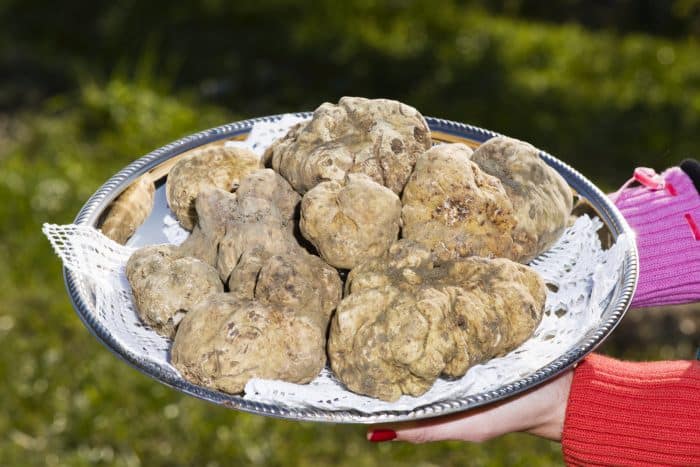 White truffles from Piedmont