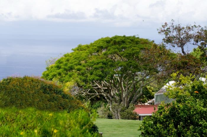 Coffee plantations near Kona