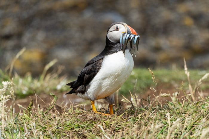 A Lunga Puffin