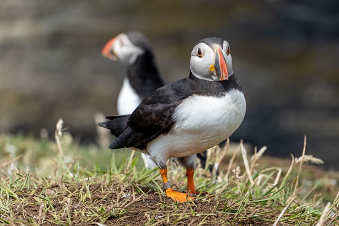 Puffins on Lunga