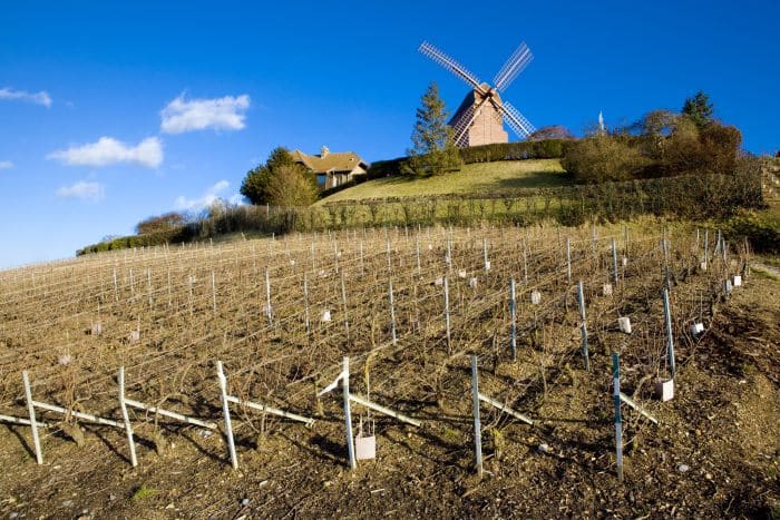 Vineyards near Verzenay