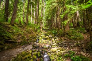 Trail in Olympic National Park