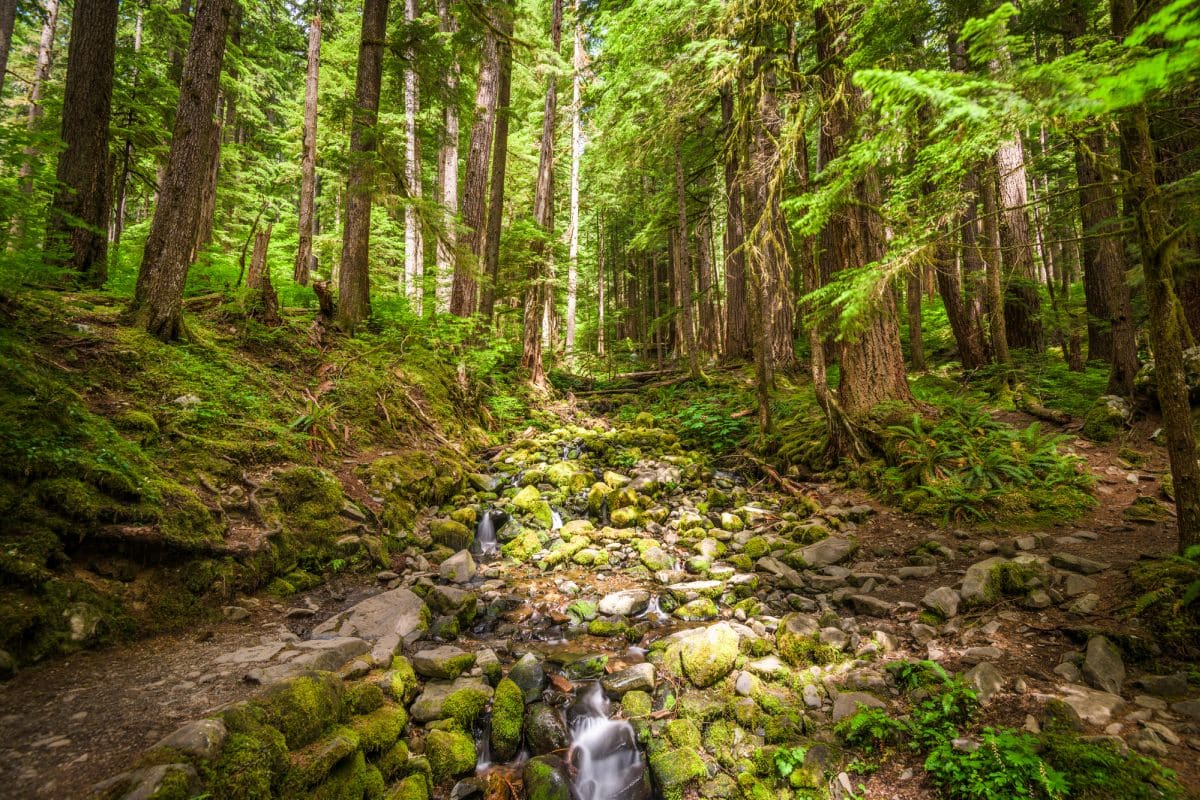 Trail in Olympic National Park