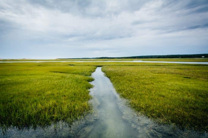 Marshes near Sandwich Boardwalk