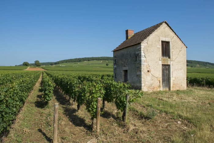 Vineyards near Beaune