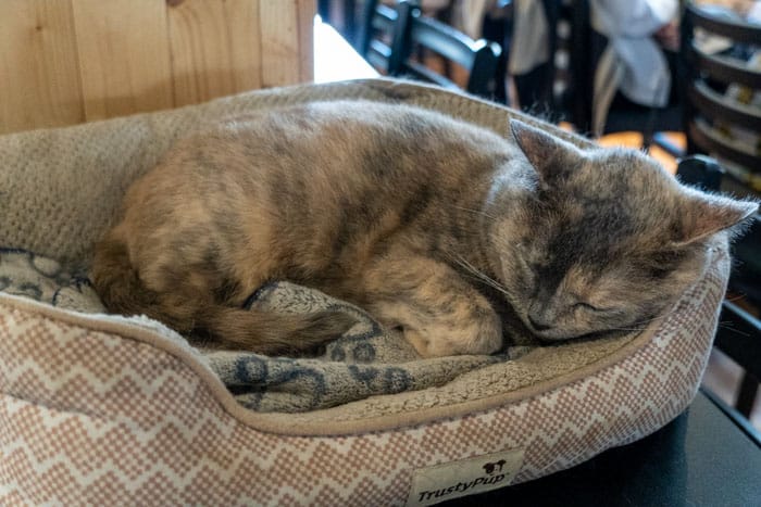 Sleepy kitty @ Café Félin Chats-Nous